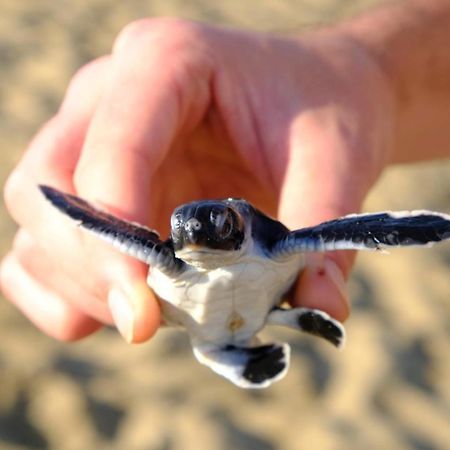 Java Turtle Lodge Meru Betiri Banyuwangi  Zewnętrze zdjęcie