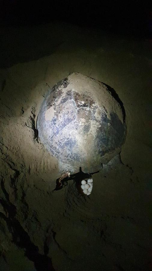 Java Turtle Lodge Meru Betiri Banyuwangi  Zewnętrze zdjęcie