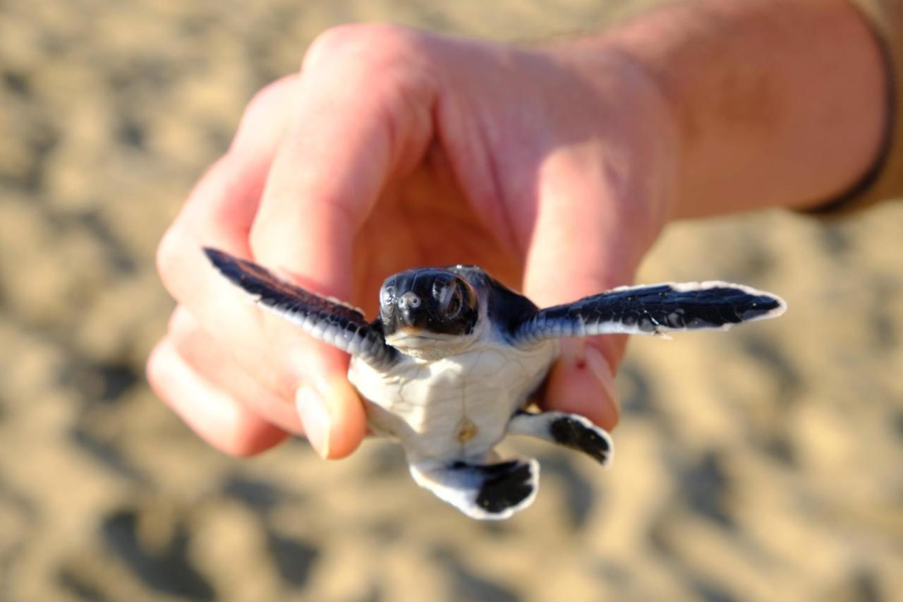 Java Turtle Lodge Meru Betiri Banyuwangi  Zewnętrze zdjęcie