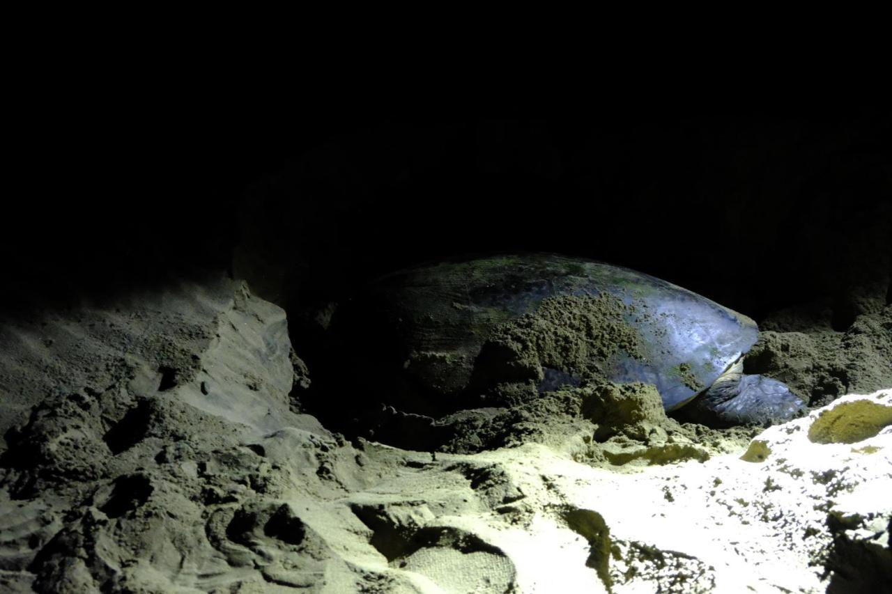 Java Turtle Lodge Meru Betiri Banyuwangi  Zewnętrze zdjęcie
