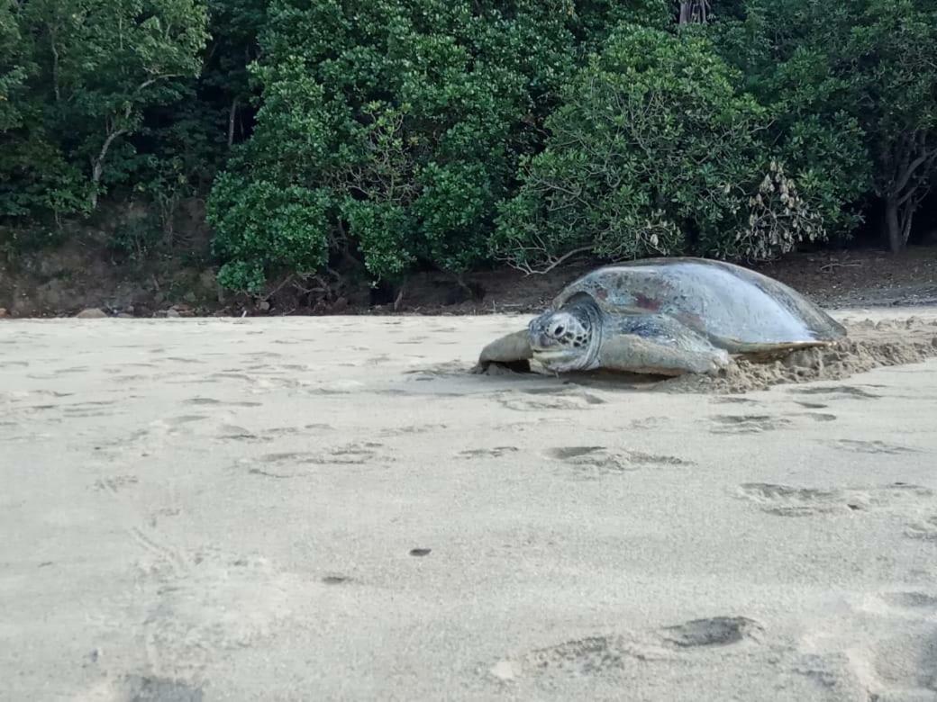 Java Turtle Lodge Meru Betiri Banyuwangi  Zewnętrze zdjęcie