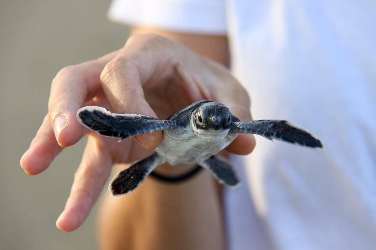 Java Turtle Lodge Meru Betiri Banyuwangi  Zewnętrze zdjęcie