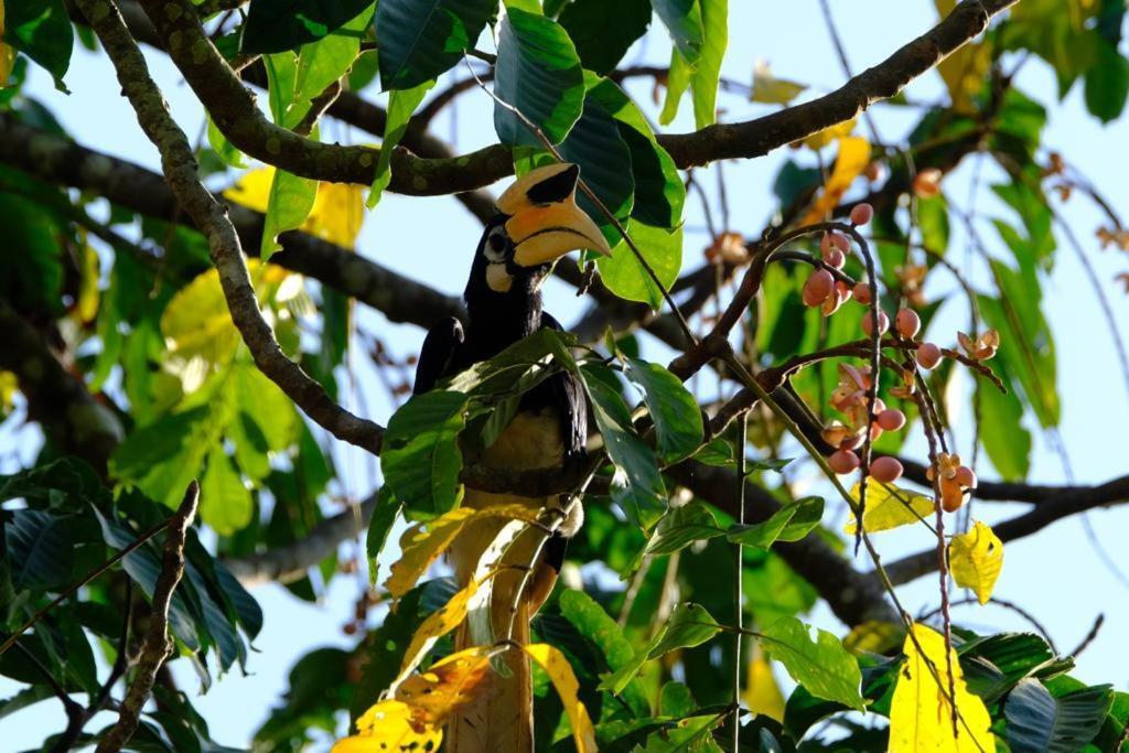 Java Turtle Lodge Meru Betiri Banyuwangi  Zewnętrze zdjęcie